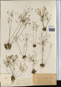 Androsace lactiflora Fisch. ex Willd., Middle Asia, Dzungarian Alatau & Tarbagatai (M5) (Kazakhstan)