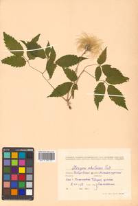 Clematis ochotensis (Pall.) Poir., Siberia, Russian Far East (S6) (Russia)