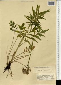 Valeriana officinalis L., Mongolia (MONG) (Mongolia)