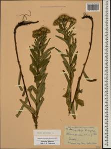 Pentanema germanicum (L.) D. Gut. Larr., Santos-Vicente, Anderb., E. Rico & M. M. Mart. Ort., Caucasus, Armenia (K5) (Armenia)