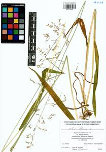 Milium effusum L., Siberia, Baikal & Transbaikal region (S4) (Russia)