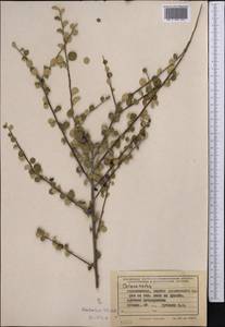 Cotoneaster, Middle Asia, Pamir & Pamiro-Alai (M2) (Tajikistan)