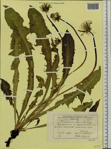 Taraxacum officinale Weber ex Wiggins, Siberia, Central Siberia (S3) (Russia)