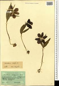 Fritillaria latifolia Willd., Caucasus, Stavropol Krai, Karachay-Cherkessia & Kabardino-Balkaria (K1b) (Russia)