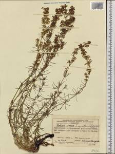 Galium verum subsp. verum, Siberia, Central Siberia (S3) (Russia)