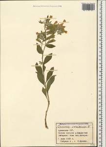 Onosma sericea Willd., Caucasus, Armenia (K5) (Armenia)