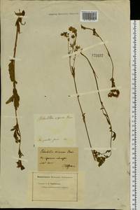 Potentilla longifolia Willd., Siberia, Baikal & Transbaikal region (S4) (Russia)