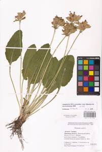 Primula veris L., Eastern Europe, Central forest-and-steppe region (E6) (Russia)