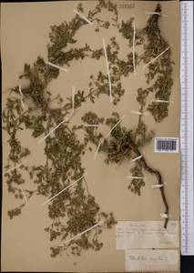 Potentilla argentea L., Middle Asia, Muyunkumy, Balkhash & Betpak-Dala (M9) (Kazakhstan)