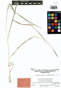 Elymus gmelinii (Trin.) Tzvelev, Siberia, Baikal & Transbaikal region (S4) (Russia)