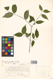 Euonymus verrucosus Scop., Eastern Europe, Moscow region (E4a) (Russia)