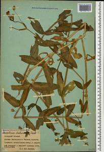 Dichodon davuricum (Fisch. ex Spreng.) Á. Löve & D. Löve, Caucasus, Stavropol Krai, Karachay-Cherkessia & Kabardino-Balkaria (K1b) (Russia)