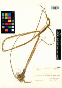 Typha laxmannii Lepech., Siberia, Baikal & Transbaikal region (S4) (Russia)