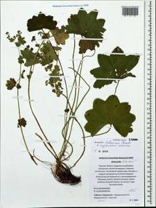 Alchemilla tichomirovii Czkalov, Eastern Europe, North-Western region (E2) (Russia)