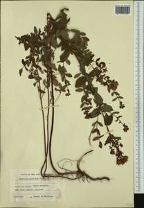Hypericum maculatum, Western Europe (EUR) (Finland)