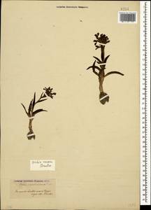 Anacamptis papilionacea (L.) R.M.Bateman, Pridgeon & M.W.Chase, Caucasus, Azerbaijan (K6) (Azerbaijan)