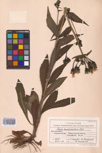 Picris hieracioides L., Siberia, Chukotka & Kamchatka (S7) (Russia)