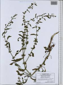 Rumex dentatus L., Eastern Europe, Central forest-and-steppe region (E6) (Russia)
