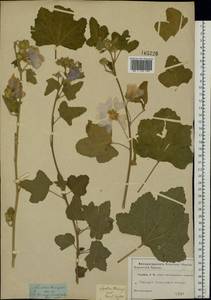 Malva thuringiaca subsp. thuringiaca, Eastern Europe, Moscow region (E4a) (Russia)