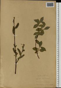 Salix vaudensis Schleich. ex J.Forbes, Eastern Europe, Latvia (E2b) (Latvia)