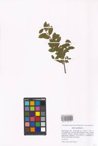 Salix myrtilloides L., Eastern Europe, Moscow region (E4a) (Russia)