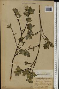 Salix aurita × lapponum, Eastern Europe, Volga-Kama region (E7) (Russia)
