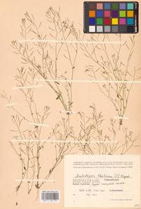 Arabidopsis thaliana (L.) Heynh., Eastern Europe, Lower Volga region (E9) (Russia)