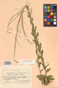 Arabis hirsuta (L.) Scop., Eastern Europe, North Ukrainian region (E11) (Ukraine)