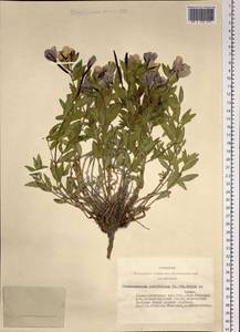 Chamaenerion latifolium (L.) Sweet, Siberia, Altai & Sayany Mountains (S2) (Russia)