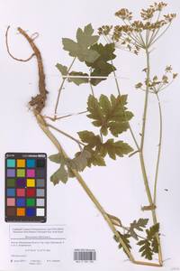 Heracleum sphondylium subsp. sibiricum (L.) Simonk., Eastern Europe, Moscow region (E4a) (Russia)