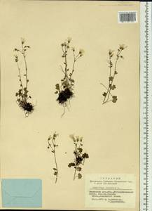 Saxifraga sibirica L., Siberia, Altai & Sayany Mountains (S2) (Russia)