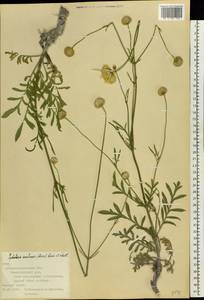 Cephalaria uralensis (Murray) Roem. & Schult., Eastern Europe, North Ukrainian region (E11) (Ukraine)