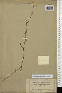 Petrorhagia prolifera (L.) P. W. Ball & Heywood, Caucasus, Dagestan (K2) (Russia)