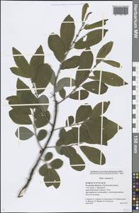 Salix cinerea L., Eastern Europe, Central region (E4) (Russia)