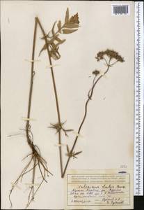 Valeriana dubia Bunge, Middle Asia, Northern & Central Tian Shan (M4) (Kyrgyzstan)
