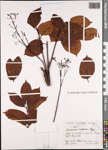 Canarium pimeloides R. Govaerts, South Asia, South Asia (Asia outside ex-Soviet states and Mongolia) (ASIA) (Vietnam)