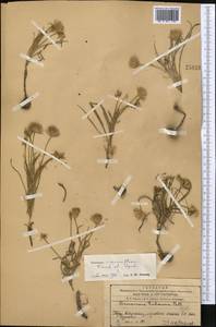 Gelasia circumflexa (Krasch. & Lipsch.) Zaika, Sukhor. & N. Kilian, Middle Asia, Western Tian Shan & Karatau (M3) (Kazakhstan)
