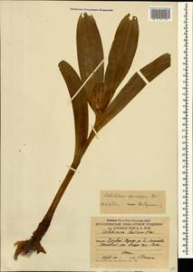 Colchicum speciosum Steven, Caucasus, South Ossetia (K4b) (South Ossetia)