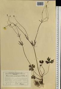 Ranunculus propinquus C.A.Mey., Siberia, Central Siberia (S3) (Russia)