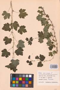 Ribes uva-crispa L., Eastern Europe, Western region (E3) (Russia)