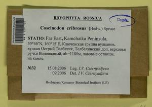 Coscinodon cribrosus (Hedw.) Spruce, Bryophytes, Bryophytes - Chukotka & Kamchatka (B21) (Russia)