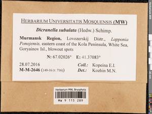 Dicranellopsis subulata (Hedw.) Bonfim Santos, Siebel & Fedosov, Bryophytes, Bryophytes - Karelia, Leningrad & Murmansk Oblasts (B4) (Russia)