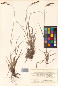 Carex gmelinii Hook. & Arn., Siberia, Russian Far East (S6) (Russia)