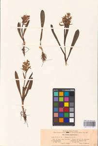Dactylorhiza sambucina (L.) Soó, Eastern Europe, North Ukrainian region (E11) (Ukraine)