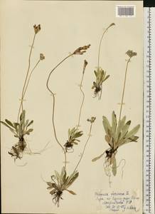 Primula farinosa L., Eastern Europe, Latvia (E2b) (Latvia)