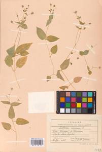 Stellaria nemorum L., Eastern Europe, Northern region (E1) (Russia)