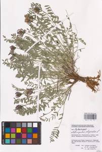 Astragalus physodes L., Eastern Europe, Lower Volga region (E9) (Russia)