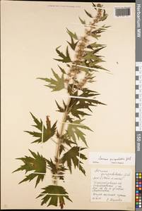 Leonurus quinquelobatus Gilib., Eastern Europe, South Ukrainian region (E12) (Ukraine)