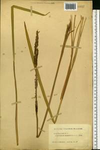Typha latifolia L., Eastern Europe, Central forest region (E5) (Russia)