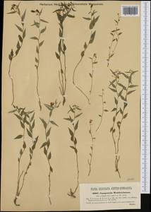 Campanula waldsteiniana Schult., Western Europe (EUR) (Croatia)